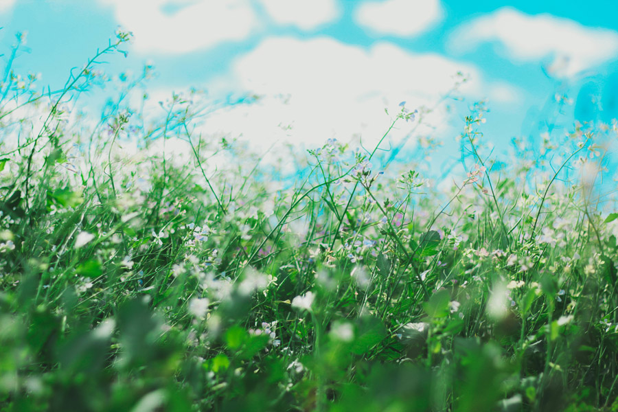 草原の白い花